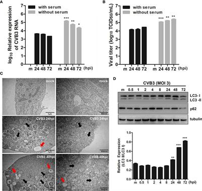 CVB3-Mediated Mitophagy Plays an Important Role in Viral Replication via Abrogation of Interferon Pathways